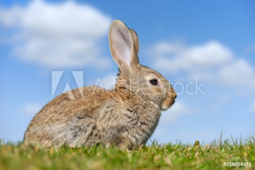 Picture of Rabbit hare while in grass